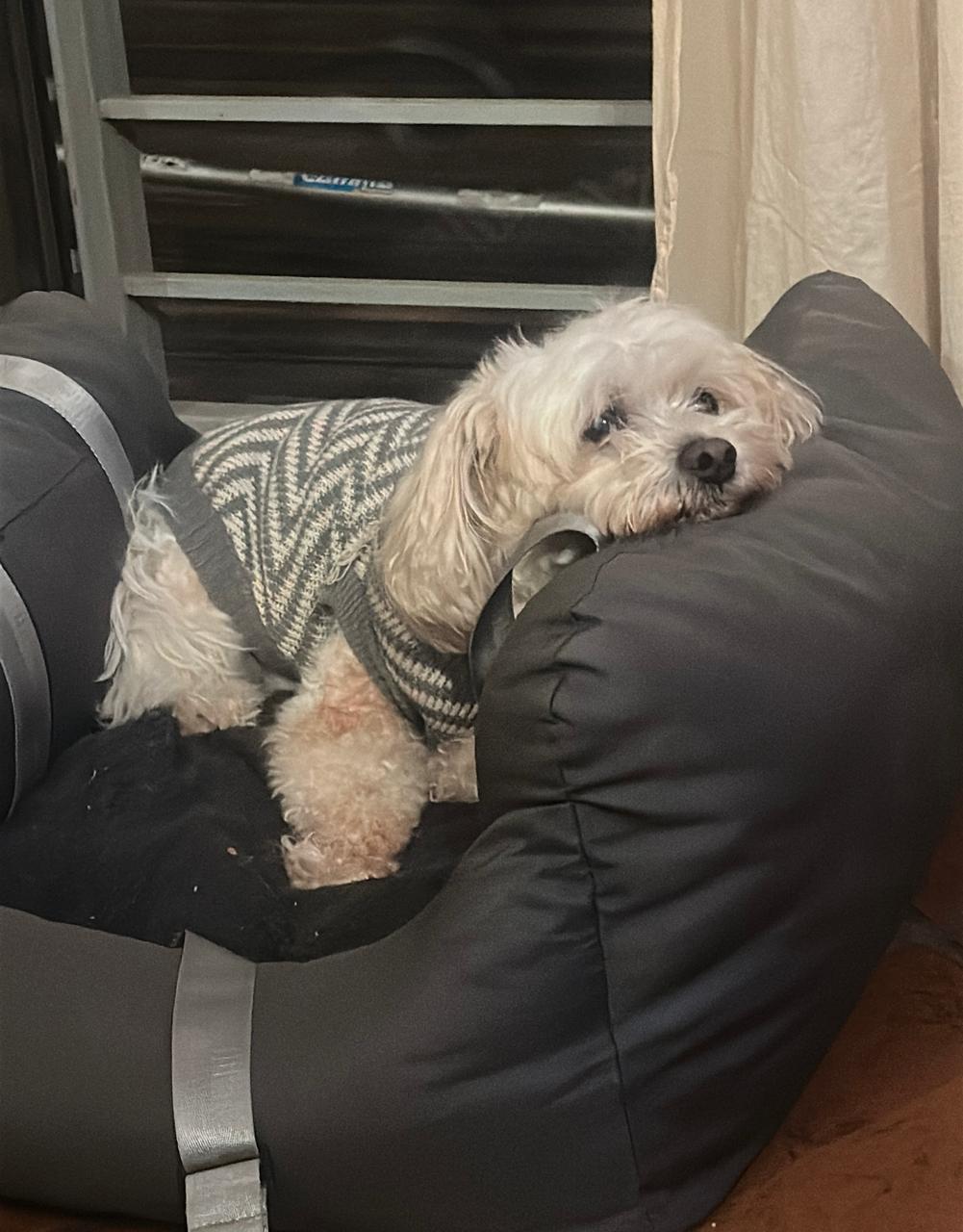 Hotel Pet Friendly