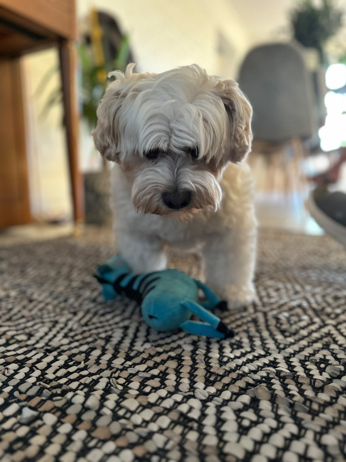 Vacaciones con mascotas